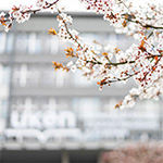 9 maja 2025 roku – godziny rektorskie kwitnące drzewo